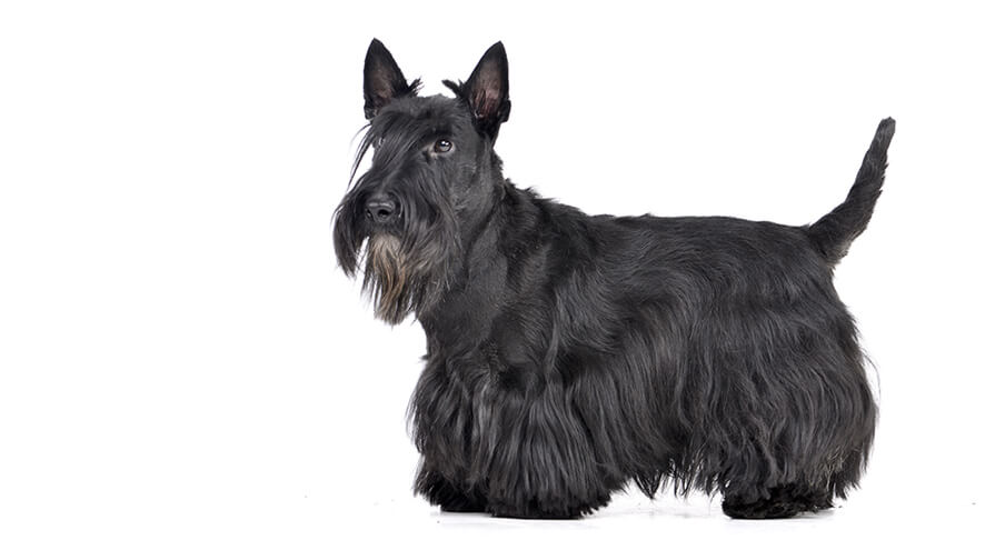 Шотландський тер'єр: інформація про породу собак | Purina